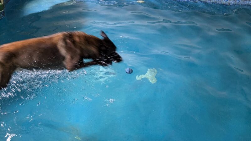 American K-9 Country - Amherst, NH