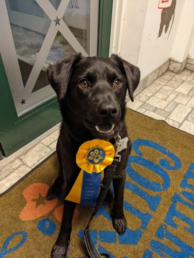 American K-9 Country - Amherst, NH