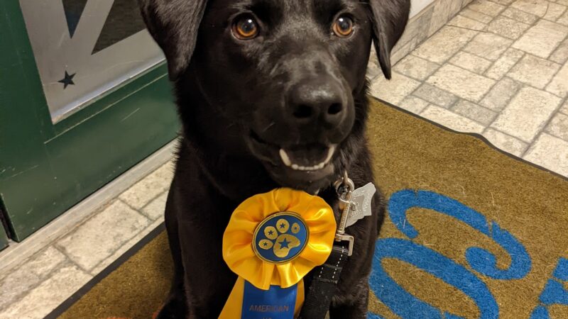 American K-9 Country - Amherst, NH