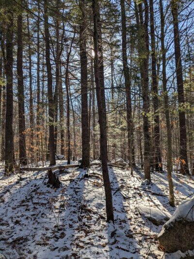 Haseltine Trail - Amherst, NH