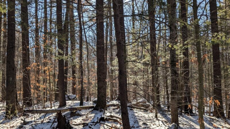 Haseltine Trail - Amherst, NH