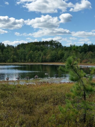 Ponemah Bog - Amherst, NH