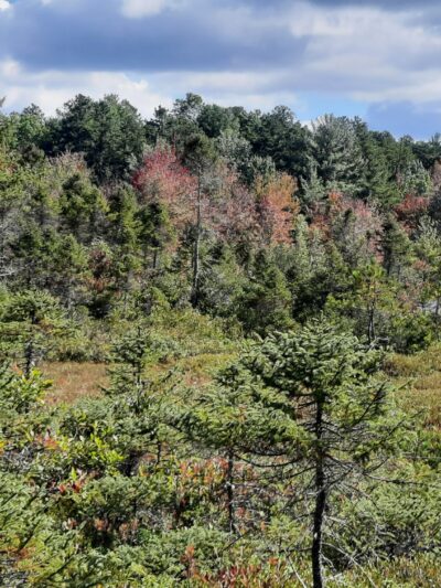 Ponemah Bog - Amherst, NH