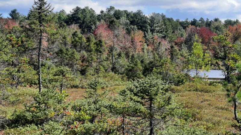 Ponemah Bog - Amherst, NH
