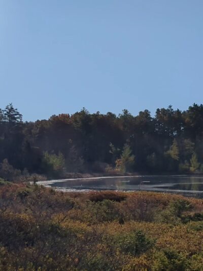 Ponemah Bog - Amherst, NH