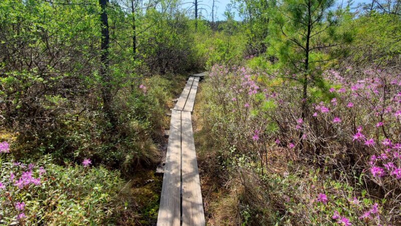 Ponemah Bog - Amherst, NH