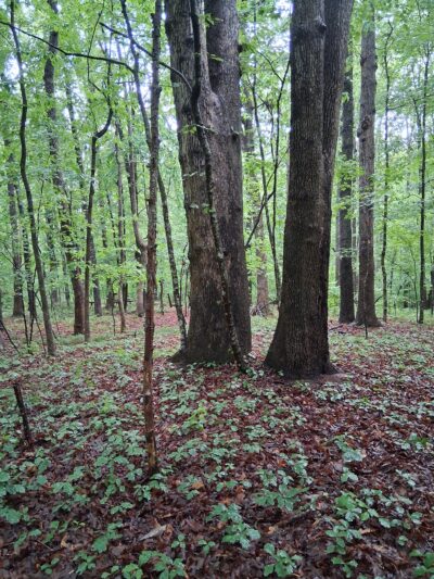 Amherst Nature Trail - Amherst, VA