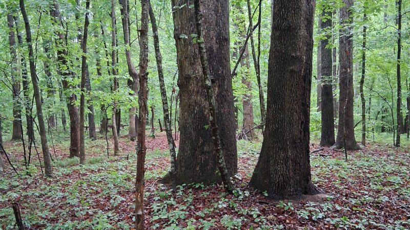 Amherst Nature Trail - Amherst, VA