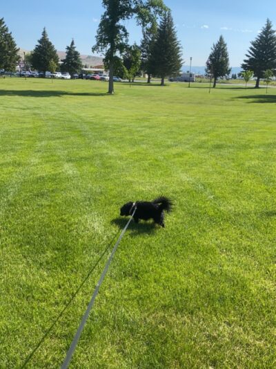 Benny Goodman Park - Anaconda, MT