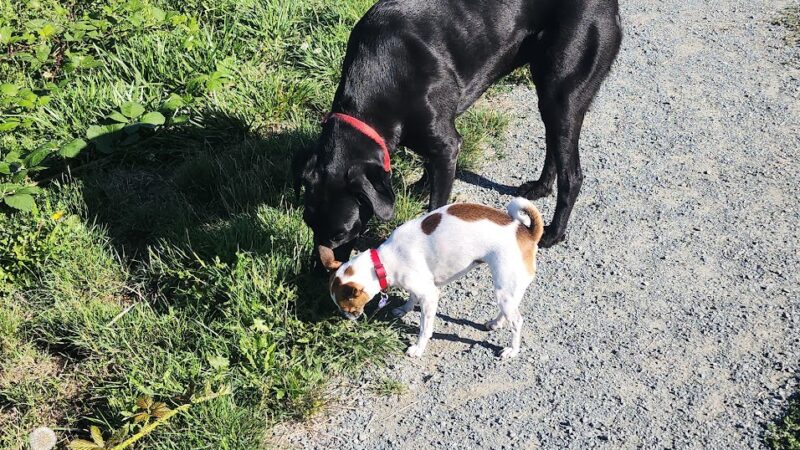 Ace Of Hearts Rotary Park - Anacortes, WA