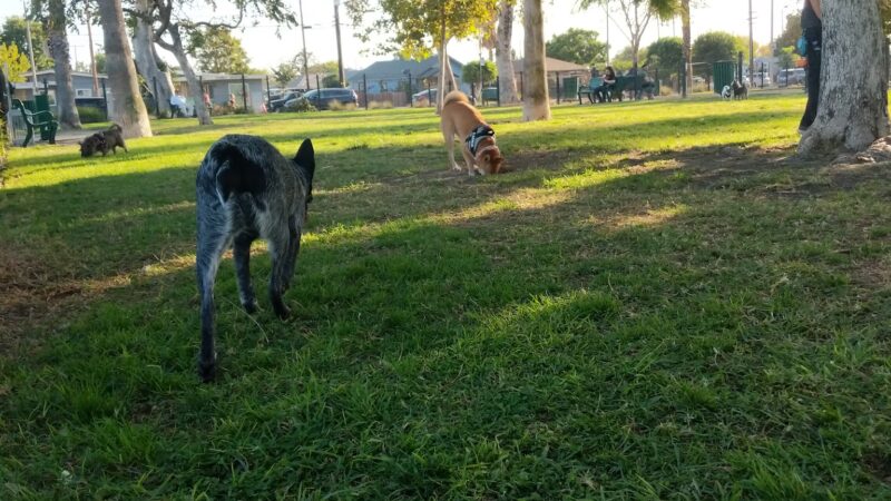 La Palma Dog Park - Anaheim, CA