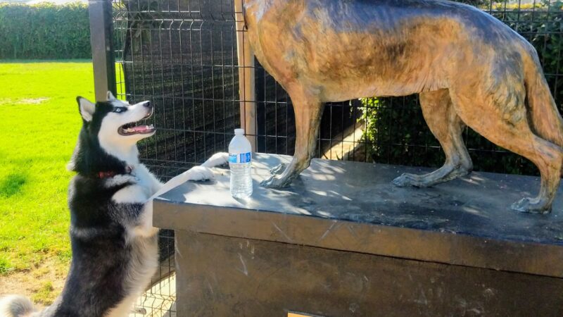 La Palma Dog Park - Anaheim, CA