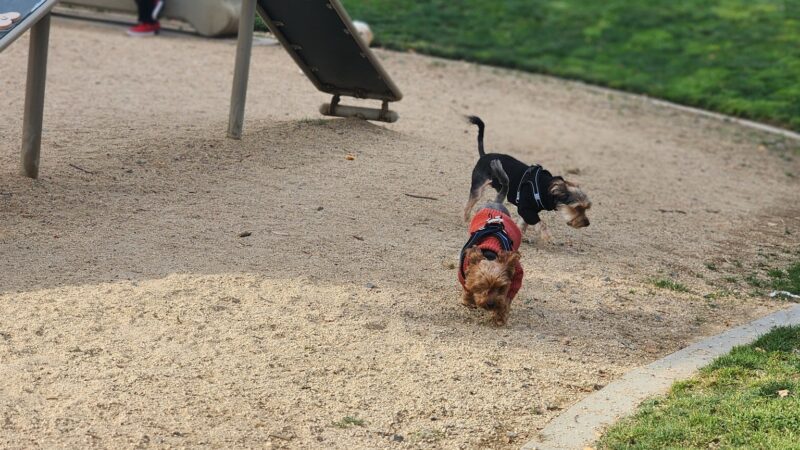Maxwell Dog Park - Anaheim, CA
