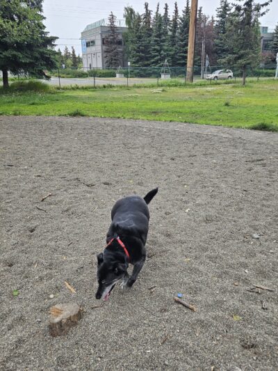 Arctic Benson Park - Anchorage, AK