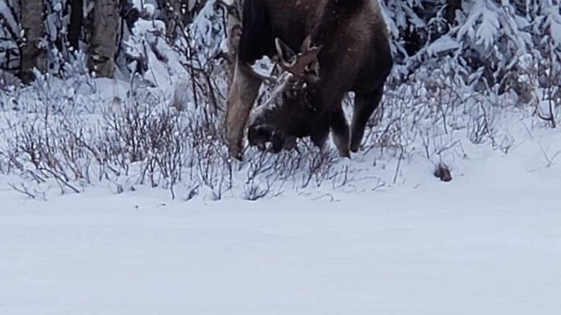 Baxter Bog Park - Anchorage, AK