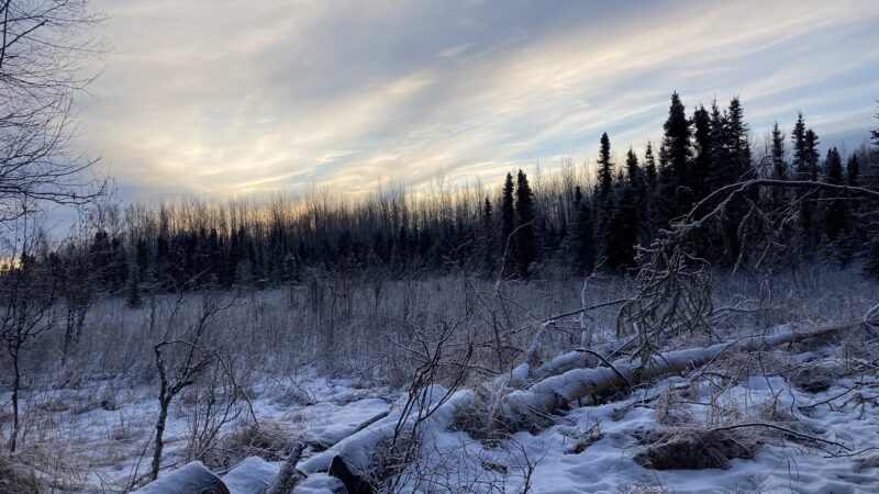 Baxter Bog Park - Anchorage, AK