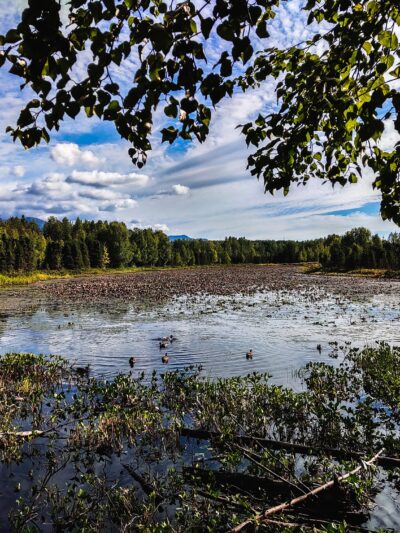 Baxter Bog Park - Anchorage, AK