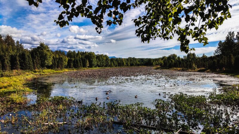 Baxter Bog Park - Anchorage, AK
