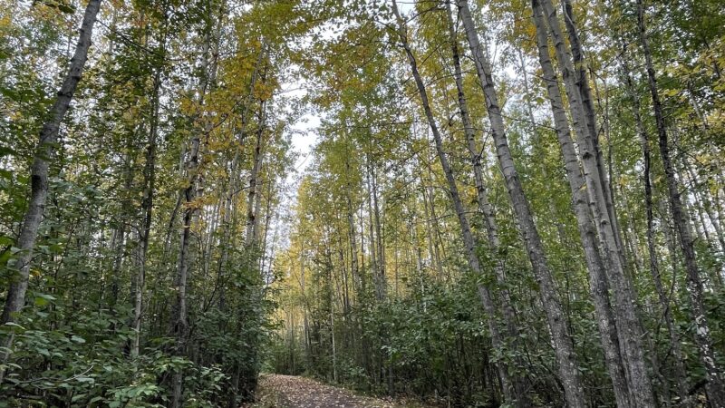 Baxter Bog Park - Anchorage, AK