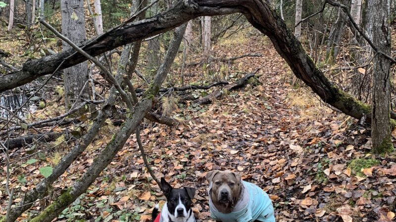 Connors Bog Park - Anchorage, AK