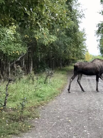 Connors Bog Park - Anchorage, AK