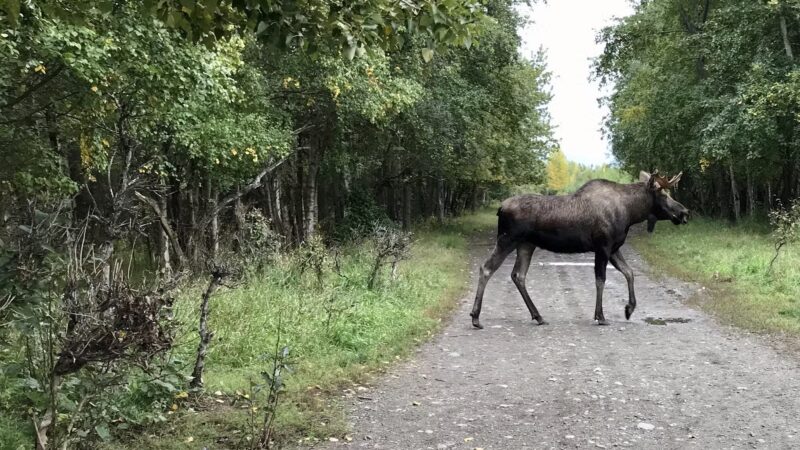 Connors Bog Park - Anchorage, AK
