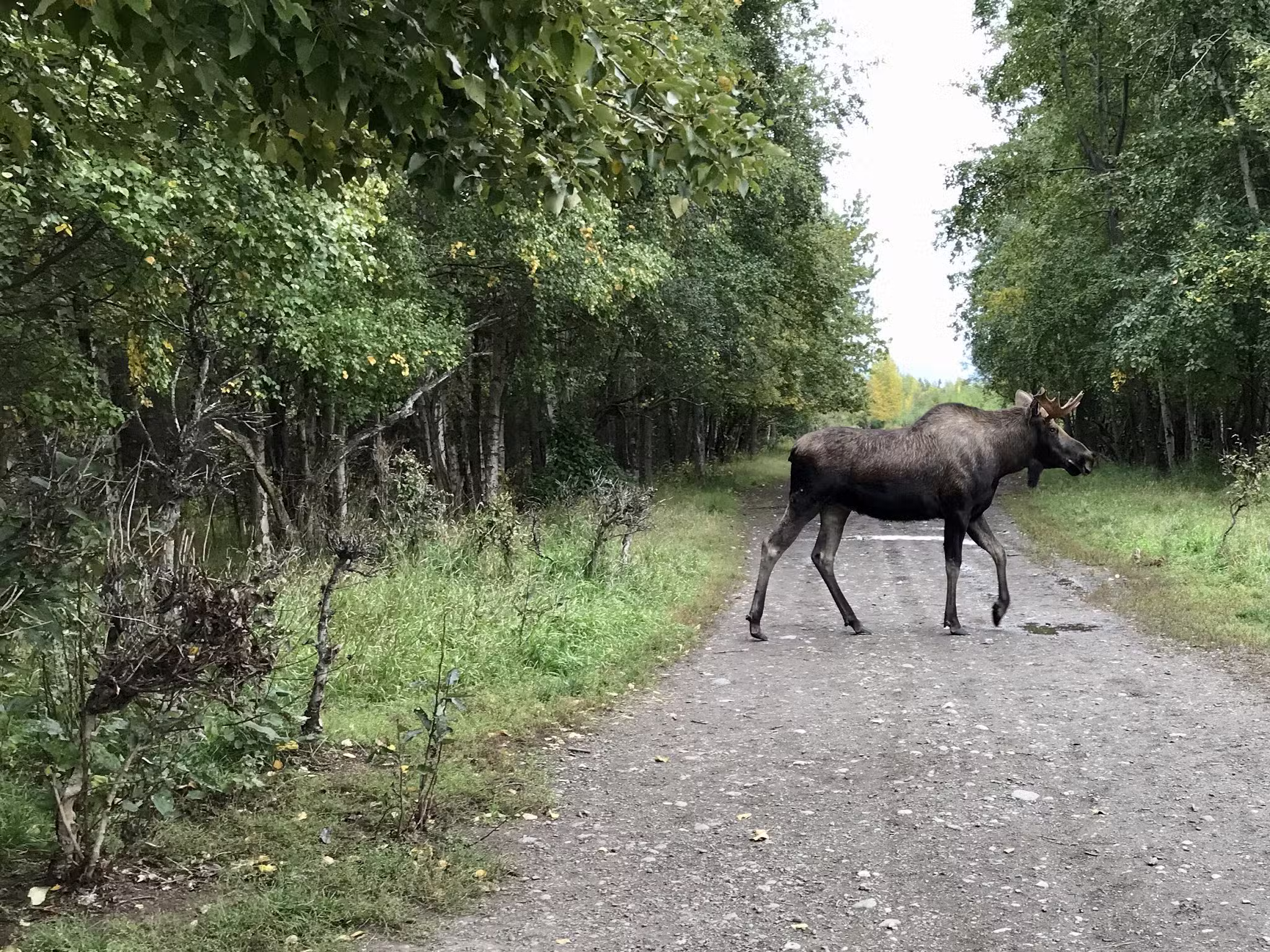 Connors Bog Park - Anchorage, AK