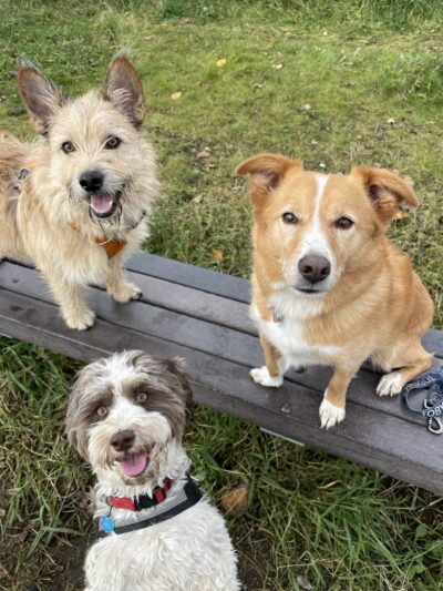 Government Hill Dog Park - Anchorage, AK