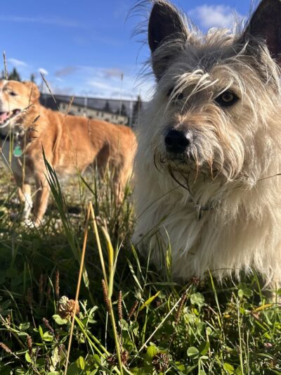 Government Hill Dog Park - Anchorage, AK