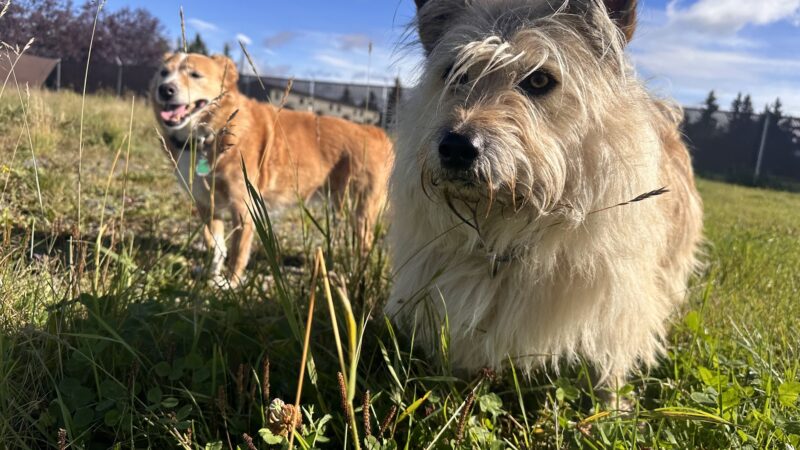 Government Hill Dog Park - Anchorage, AK