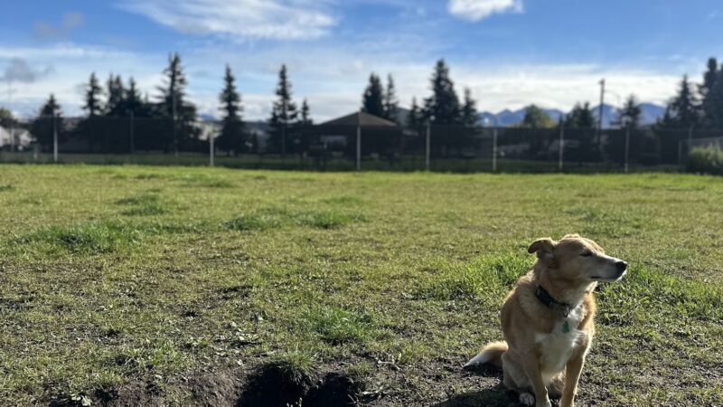 Government Hill Dog Park - Anchorage, AK