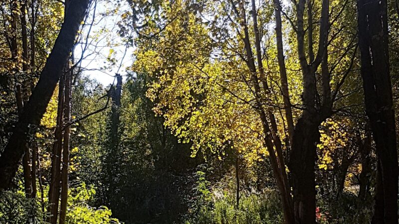 Johns Park - Anchorage, AK