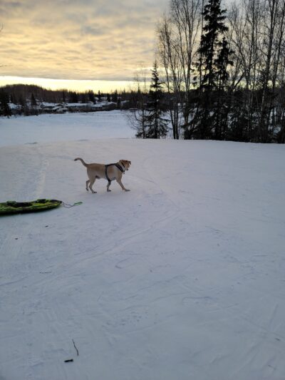Moose Sled Hill - Anchorage, AK