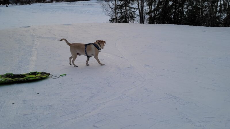 Moose Sled Hill - Anchorage, AK
