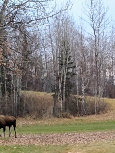 Moose Sled Hill - Anchorage, AK