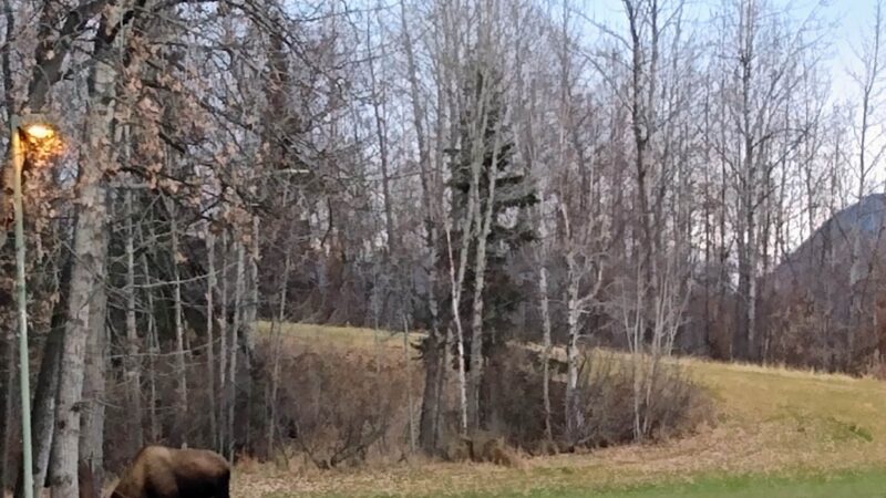 Moose Sled Hill - Anchorage, AK