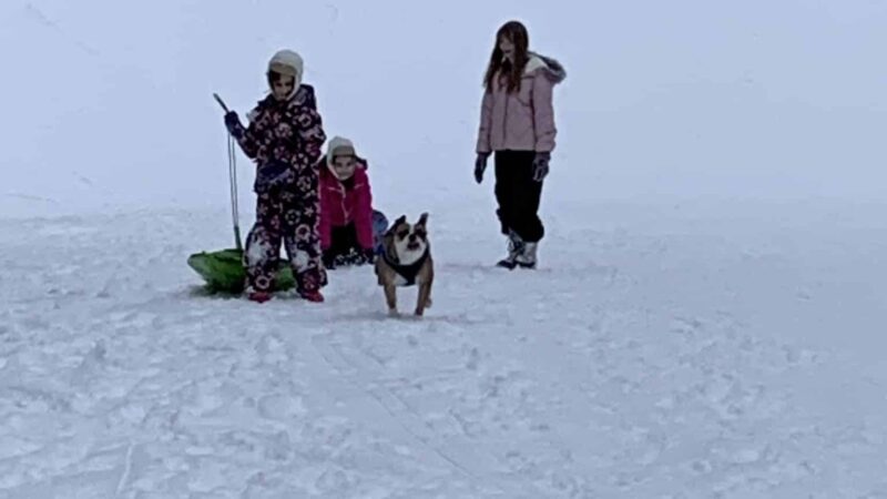 Moose Sled Hill - Anchorage, AK