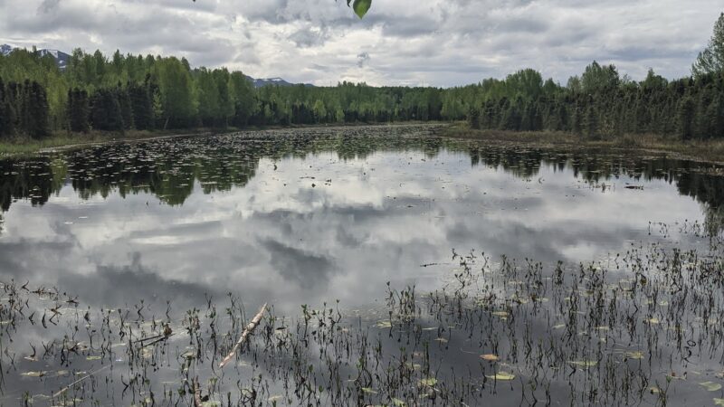 Pfleiger Park - Anchorage, AK