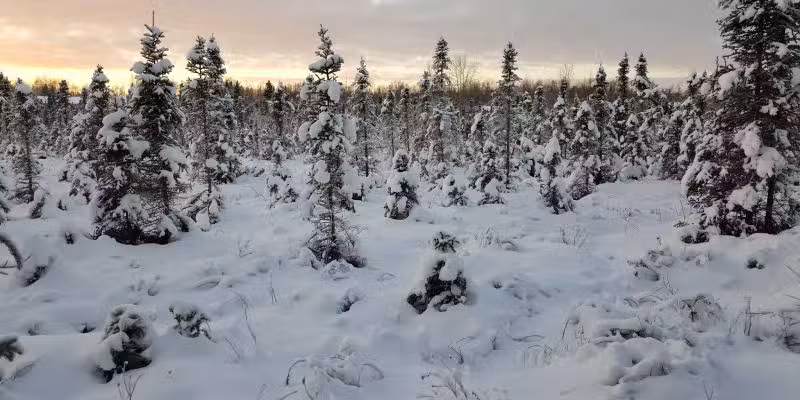 Pfleiger Park - Anchorage, AK