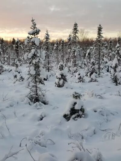 Pfleiger Park - Anchorage, AK