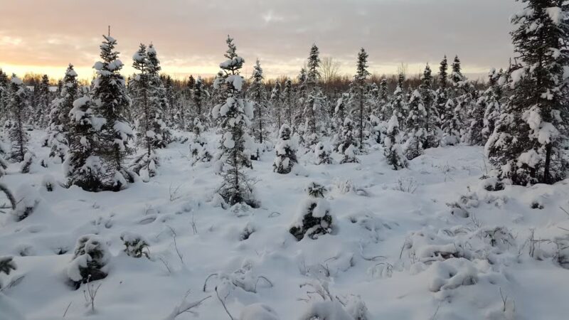 Pfleiger Park - Anchorage, AK