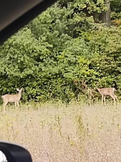 Wallbridge Acres Park - Anderson, IN