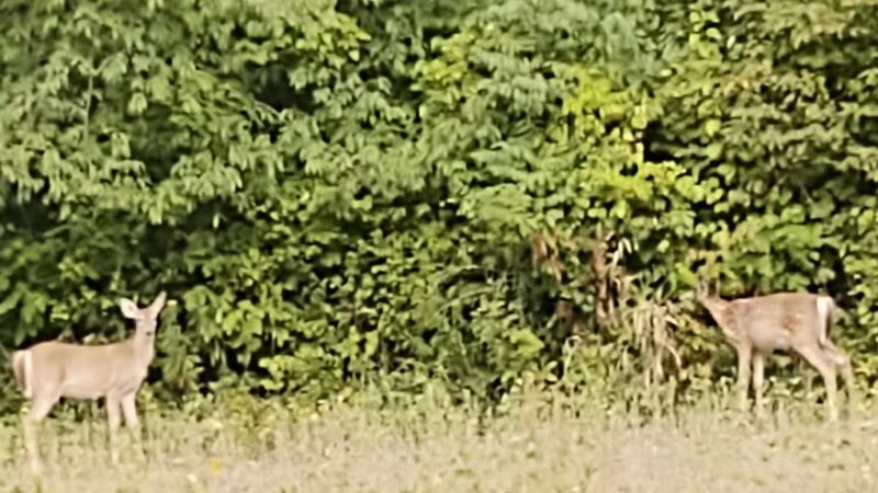 Wallbridge Acres Park - Anderson, IN