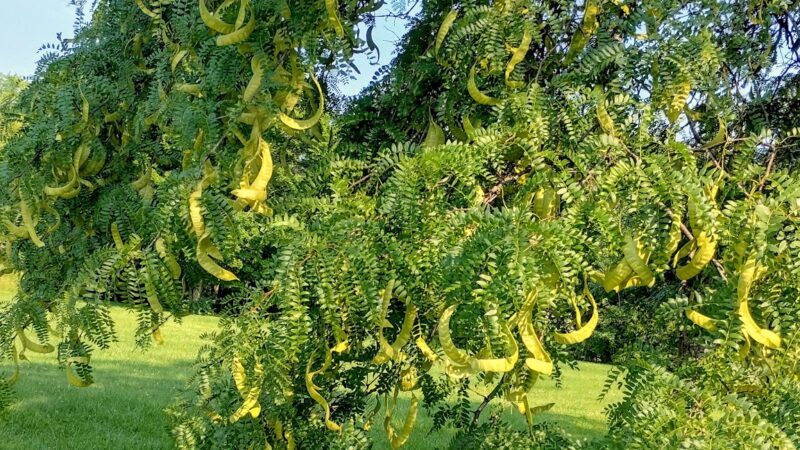 Walnut Street Park - Anderson, IN