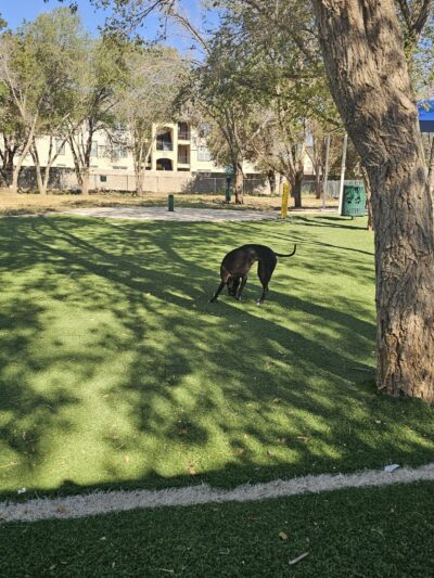 Andrews Dog Park - Andrews, TX