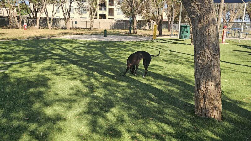 Andrews Dog Park - Andrews, TX