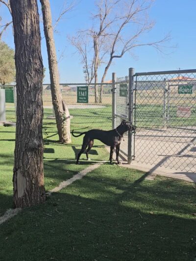 Andrews Dog Park - Andrews, TX