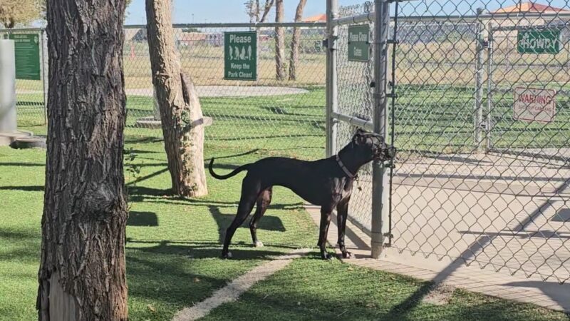Andrews Dog Park - Andrews, TX