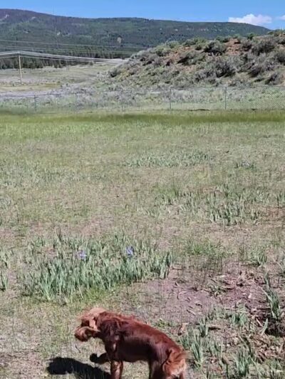 Angel Fire dog park - Angel Fire, NM