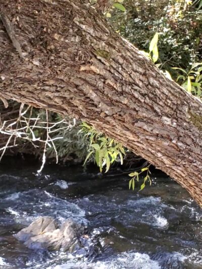 Tryon Park - Angels Camp, CA